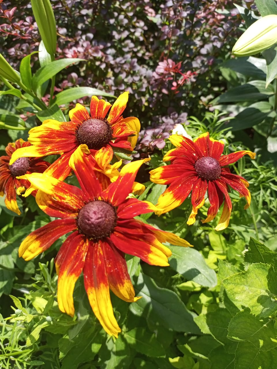 Red Echinacea in the Garden