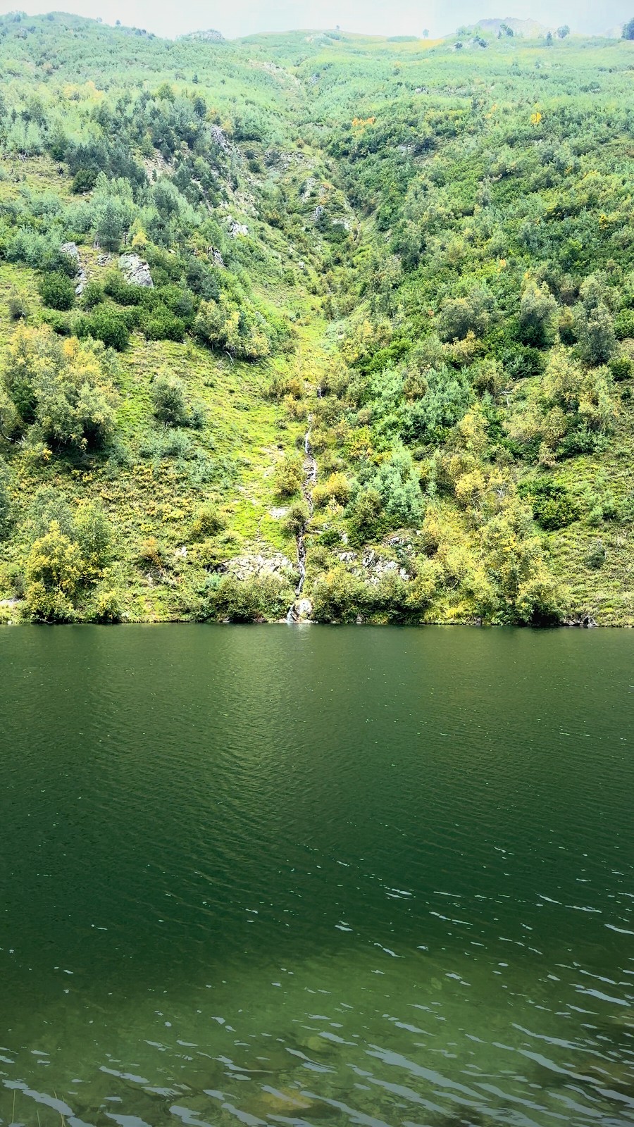 A video showing calm water and a green forest on the shore. Perfect for nature-themed background or advertising.
