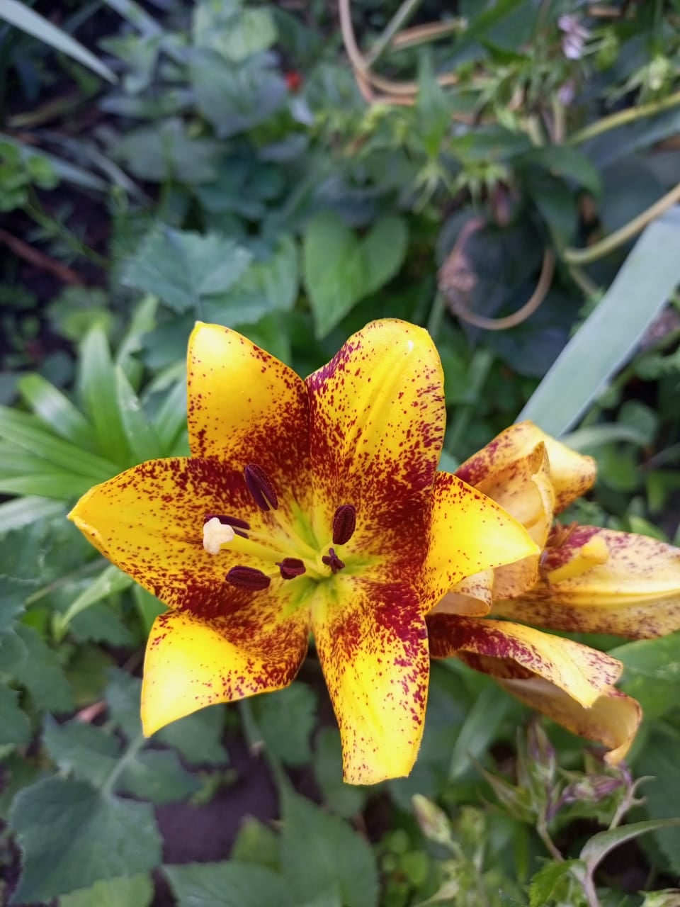 Yellow lily with red edges