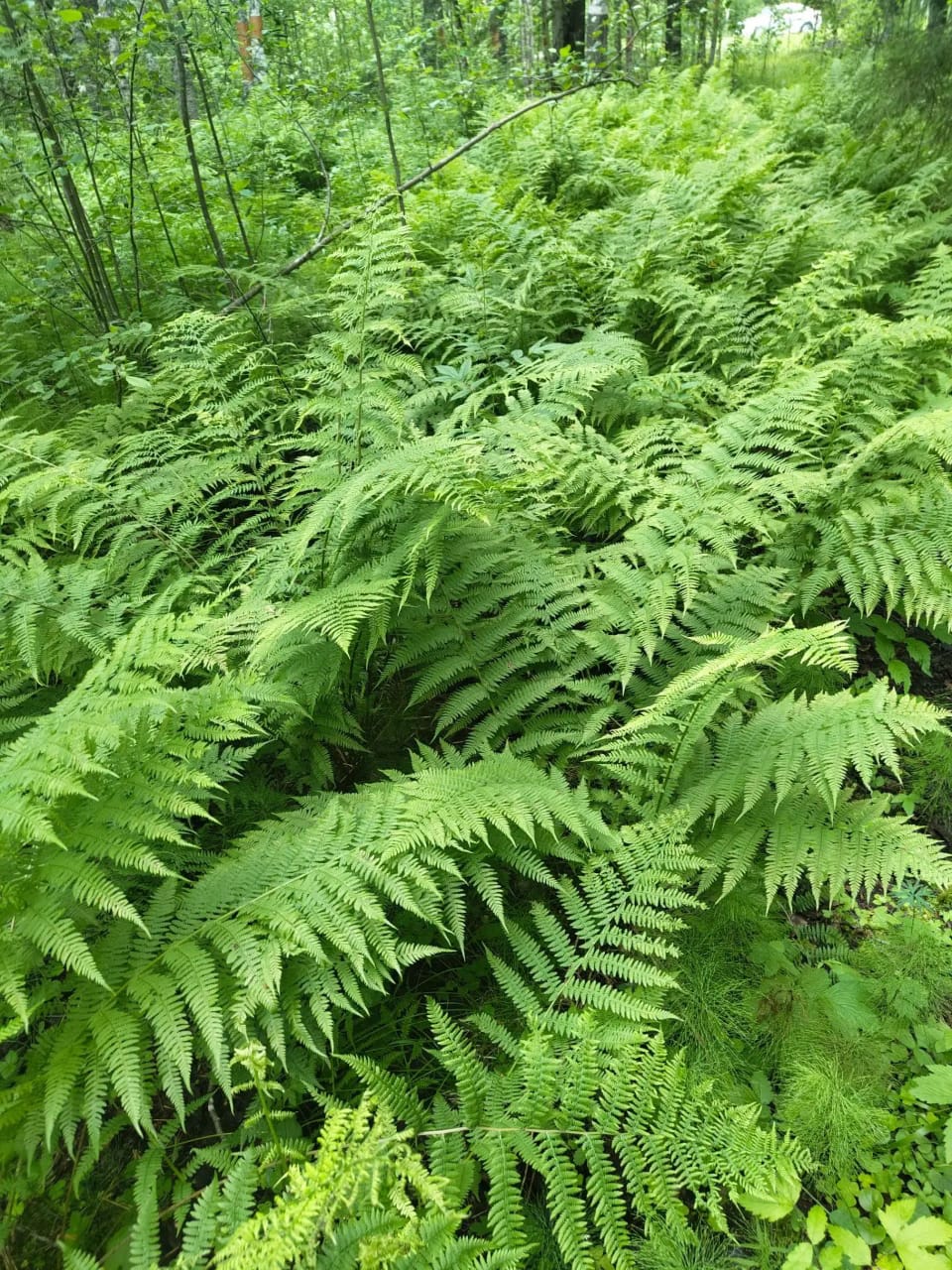 Green ferns close-up