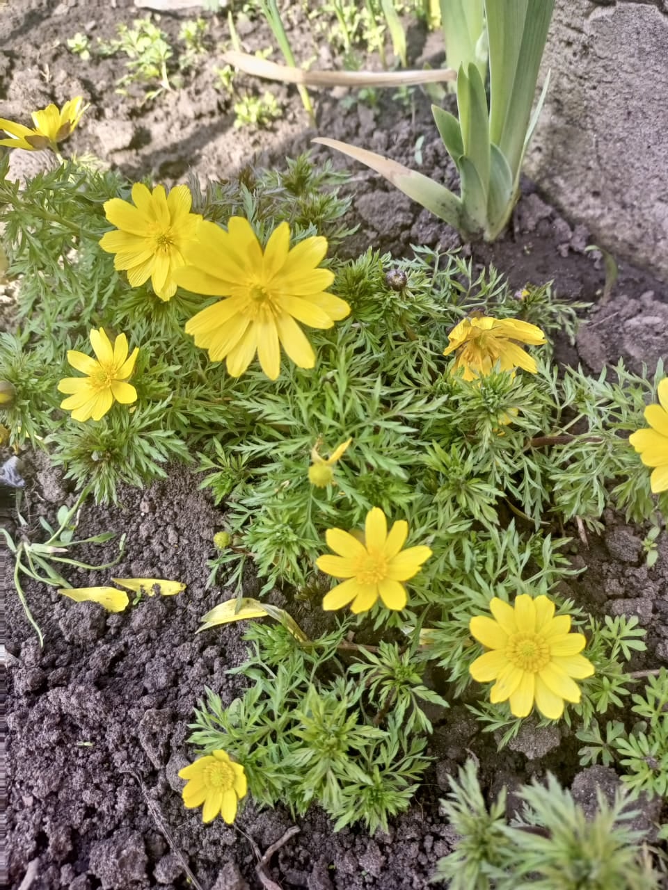 Yellow chrysanthemums in the garden