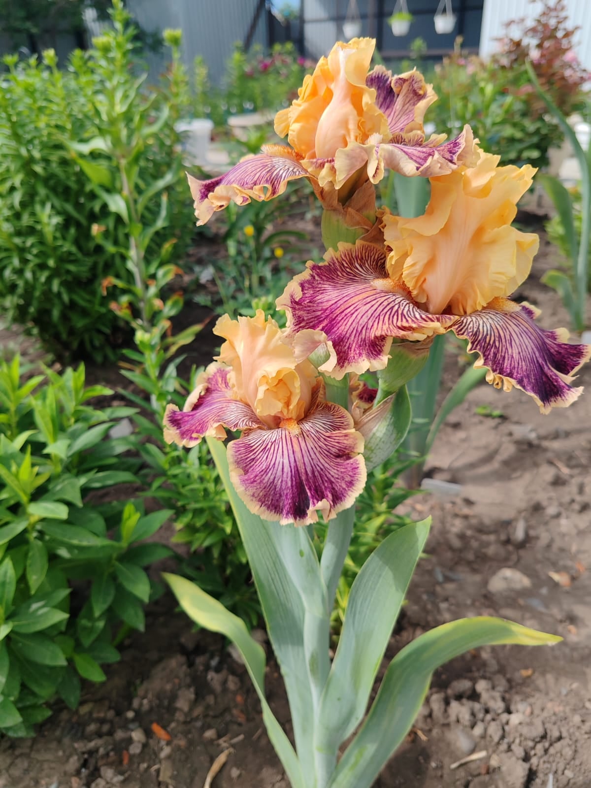 Orange irises in the garden