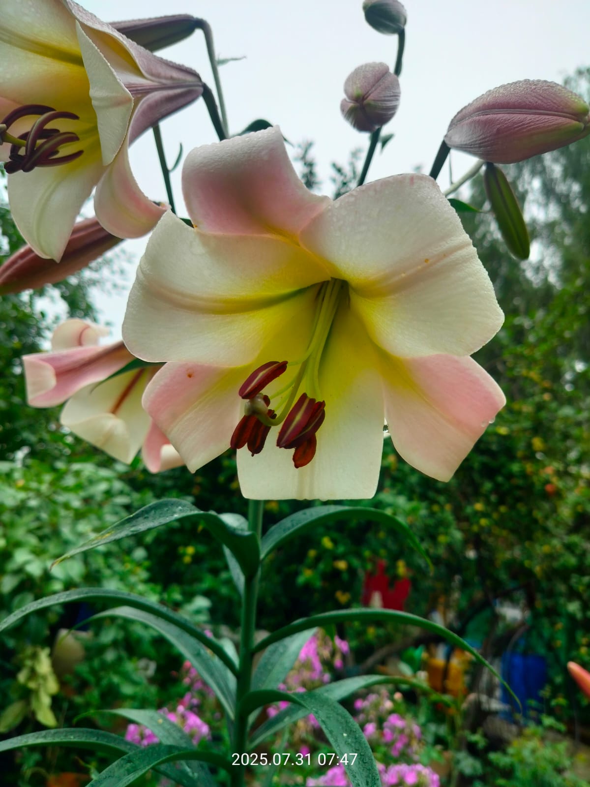 Pink lilies close-up
