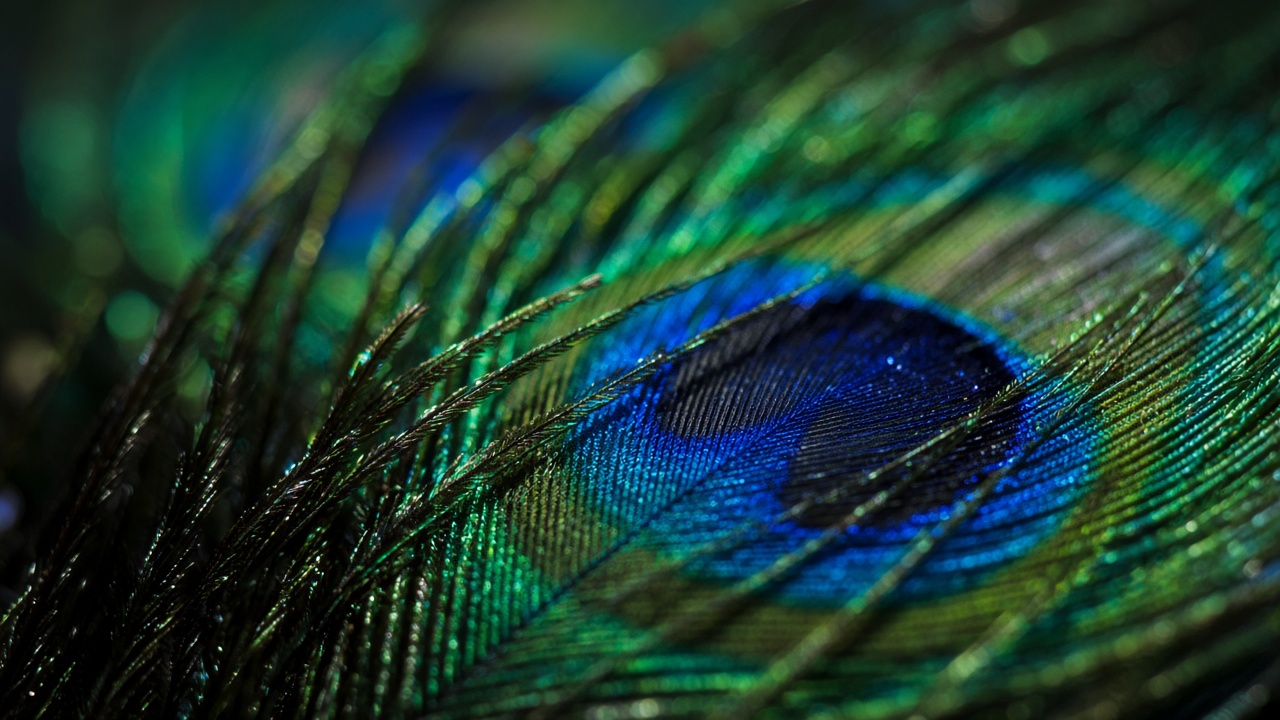 Peacock feathers