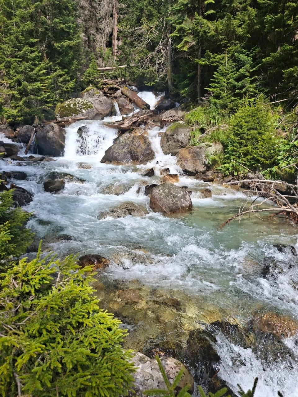 Mountain stream in the forest
