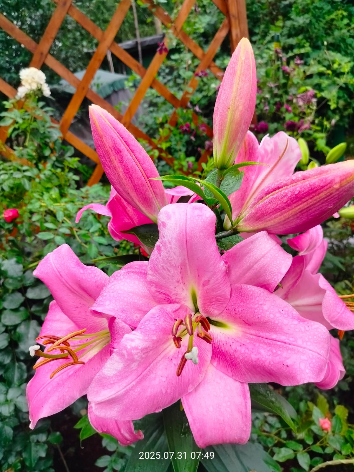 Pink lilies close-up