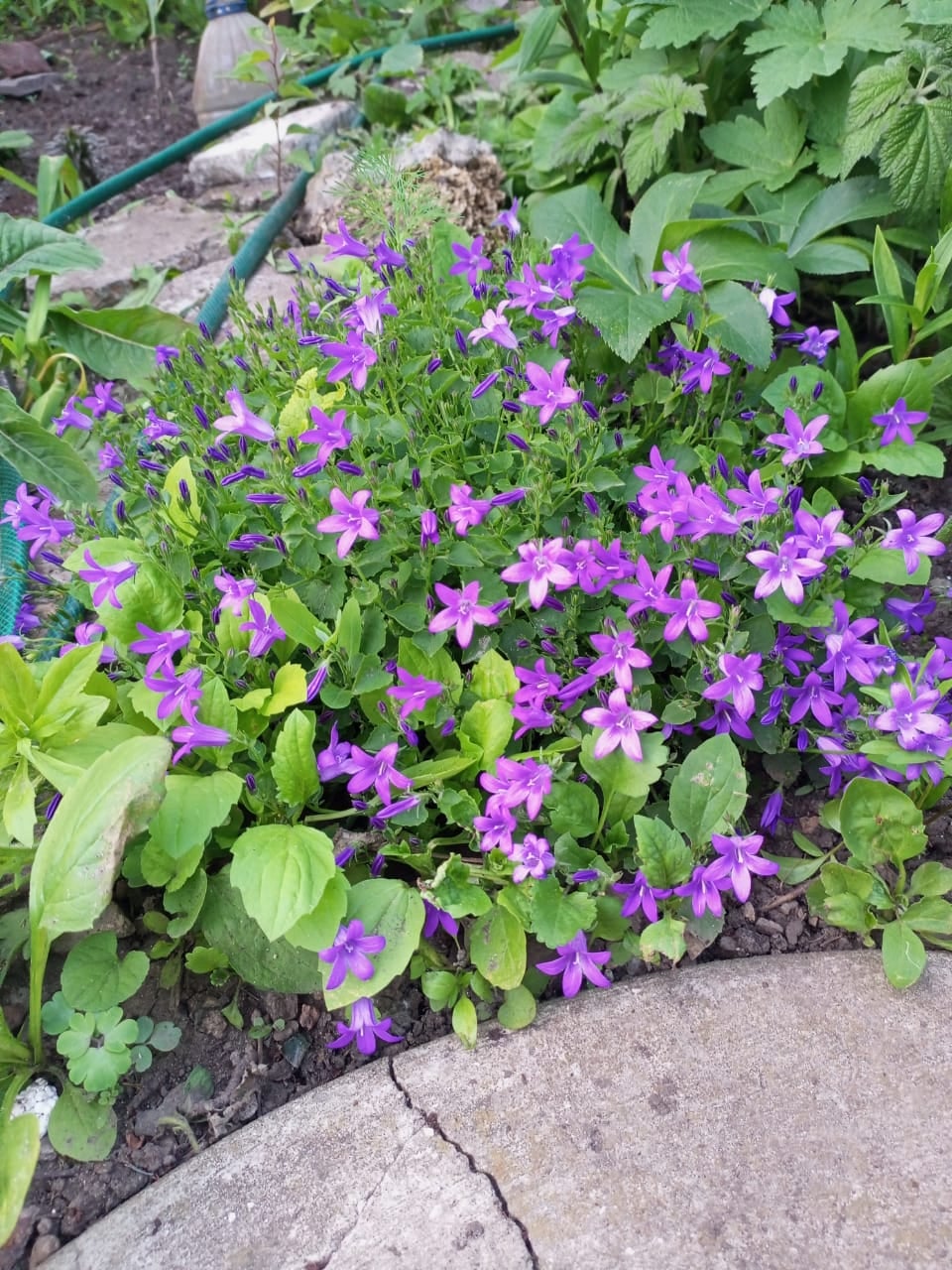Violet pansies in the garden