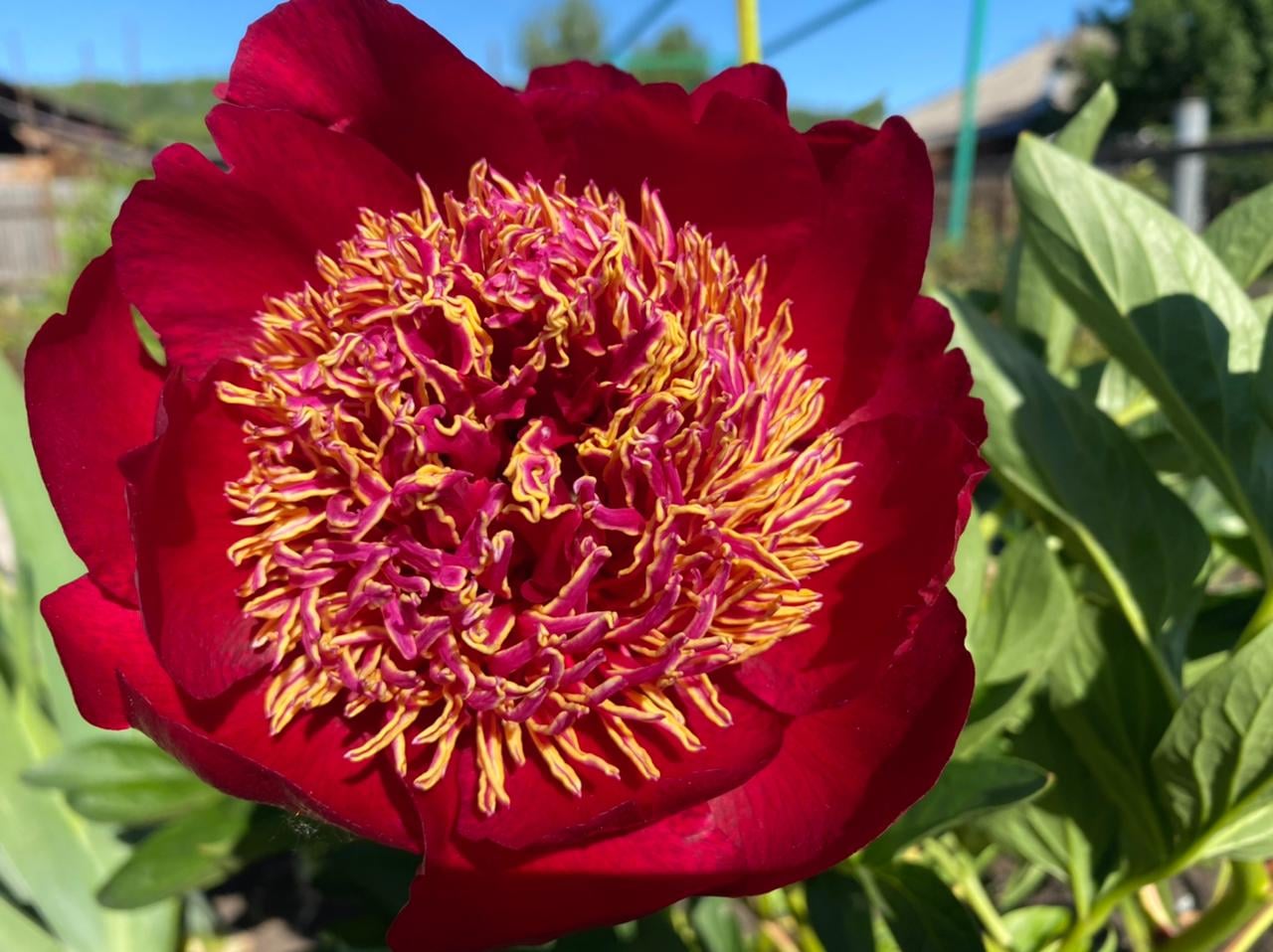 Close-up of a poppy