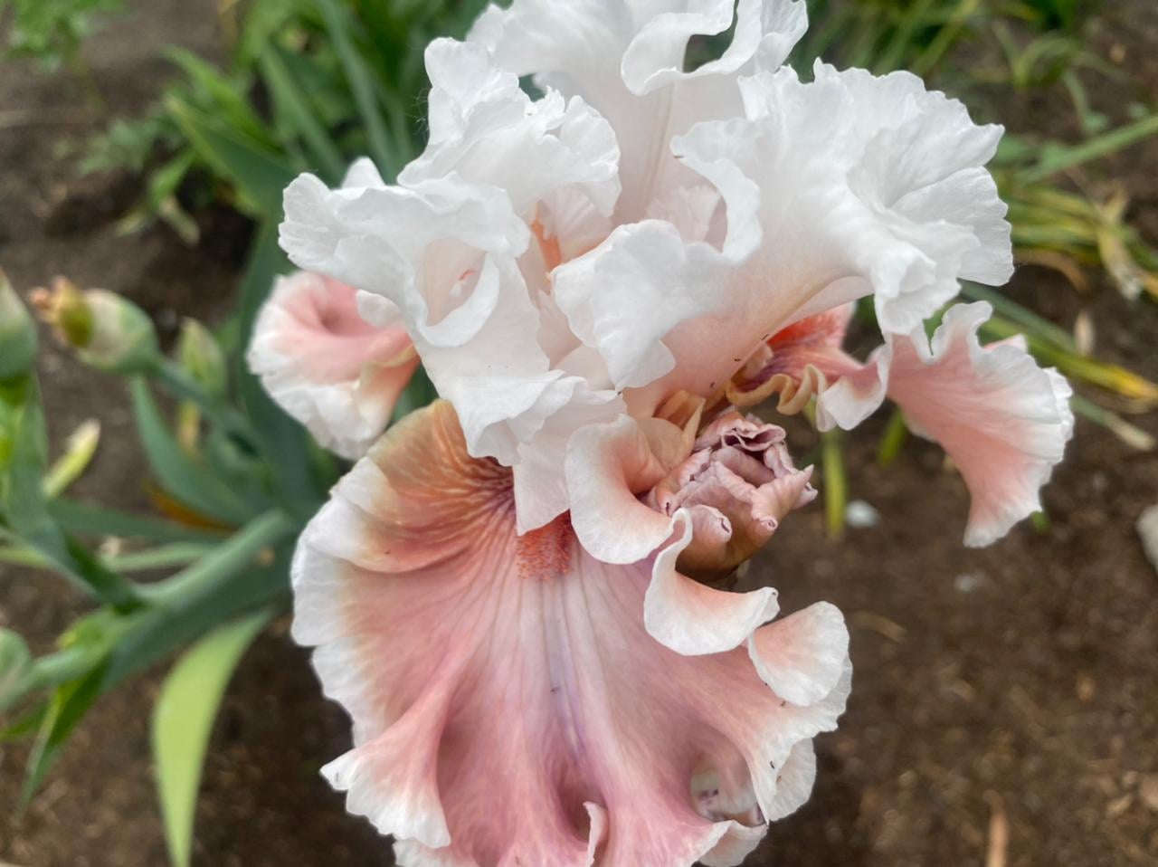 White orchid with pink edges