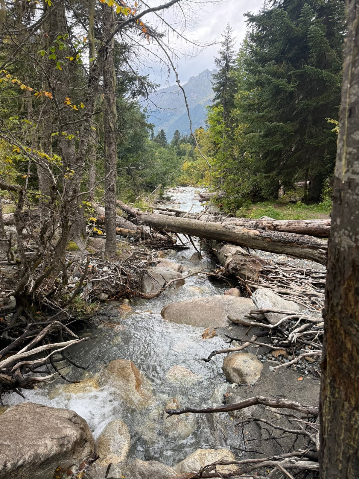 Mountain river in the forest