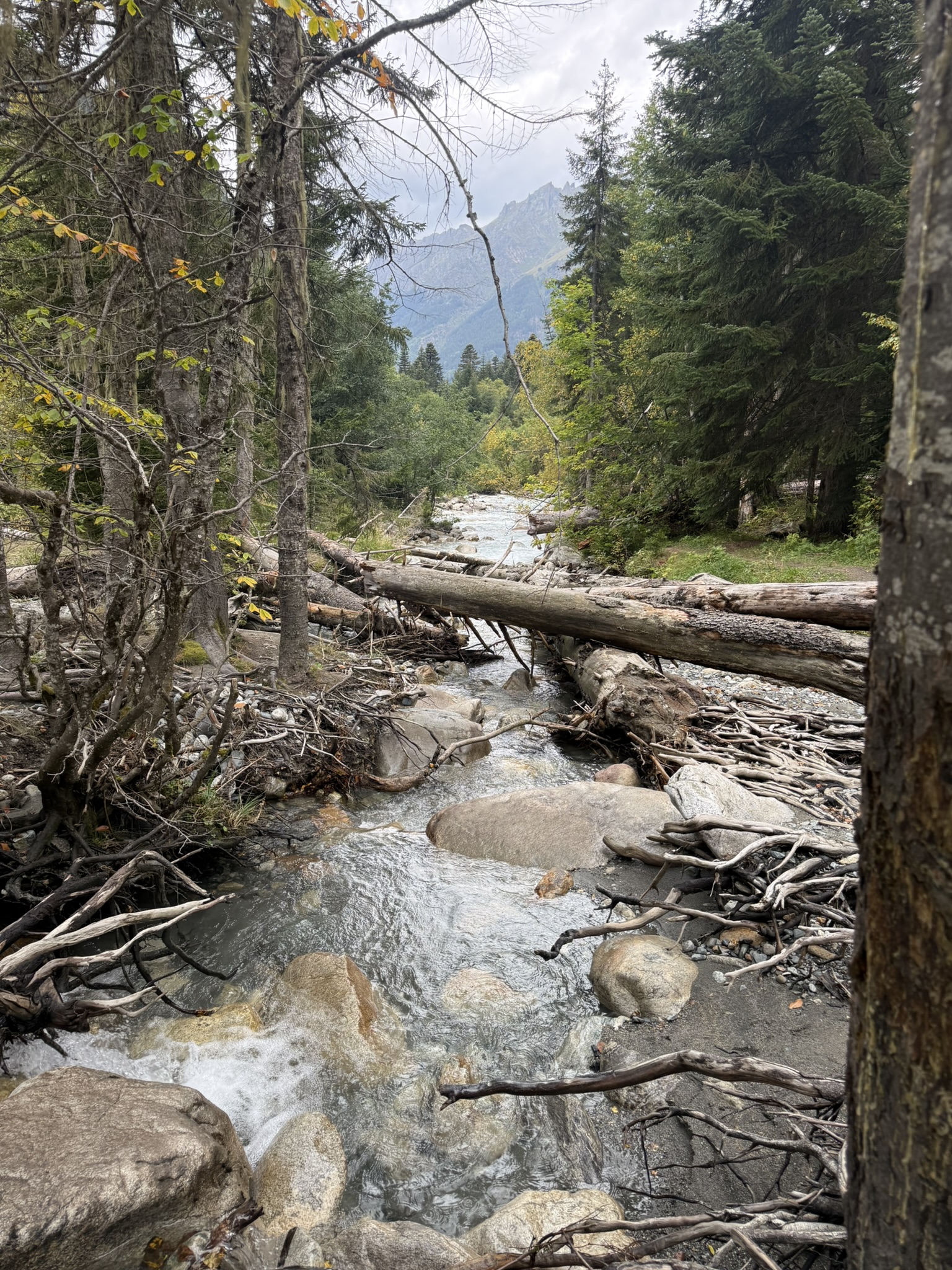 Mountain river in the forest