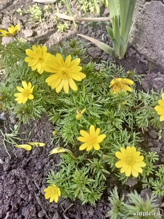 Bright yellow chrysanthemums against dark soil. Perfect for autumn bouquets and decor.