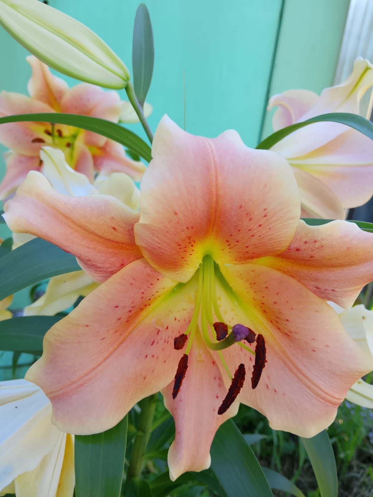 Pink lily close-up