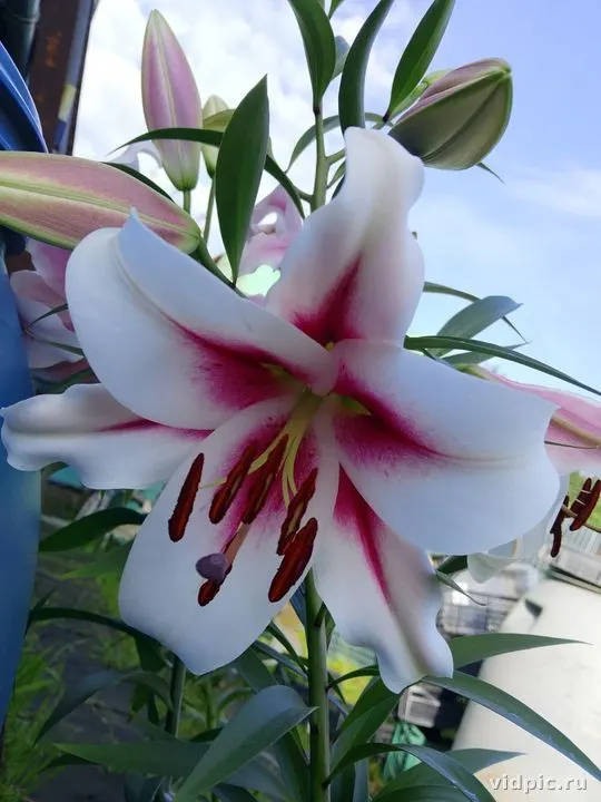 Close-up of a white lily with pink edges. Perfect for bouquet arrangements and interior decor.
