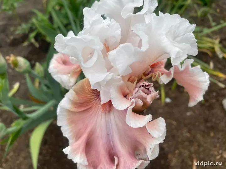 Close-up of a white orchid with pink edges. Perfect for interior decoration and bouquets.