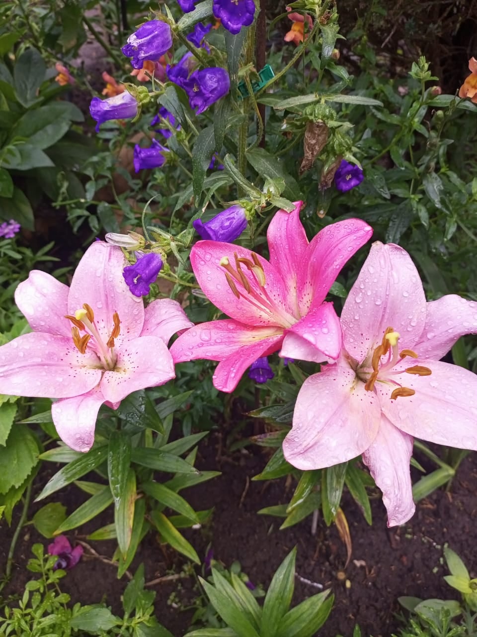 Pink lilies with dew drops