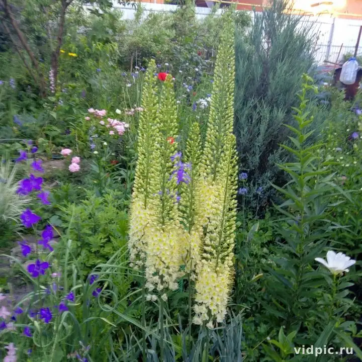 Close-up of a yellow daylily in a garden with other flowers. Perfect for garden and landscape design.