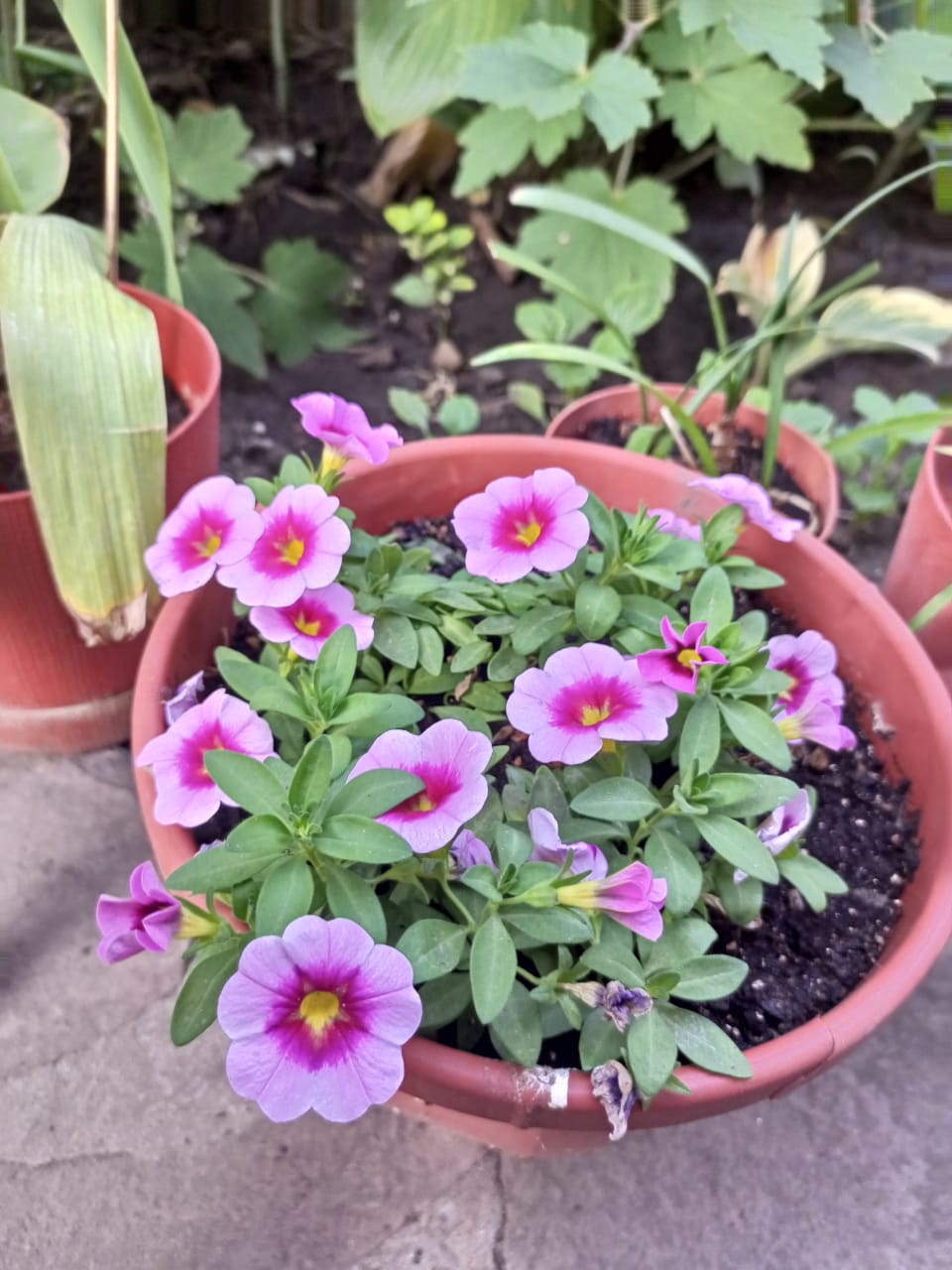 Phlox in a pot