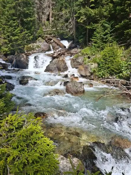 A clear mountain stream flows among rocks and trees in the forest. Perfect for illustrating wilderness and tranquility.