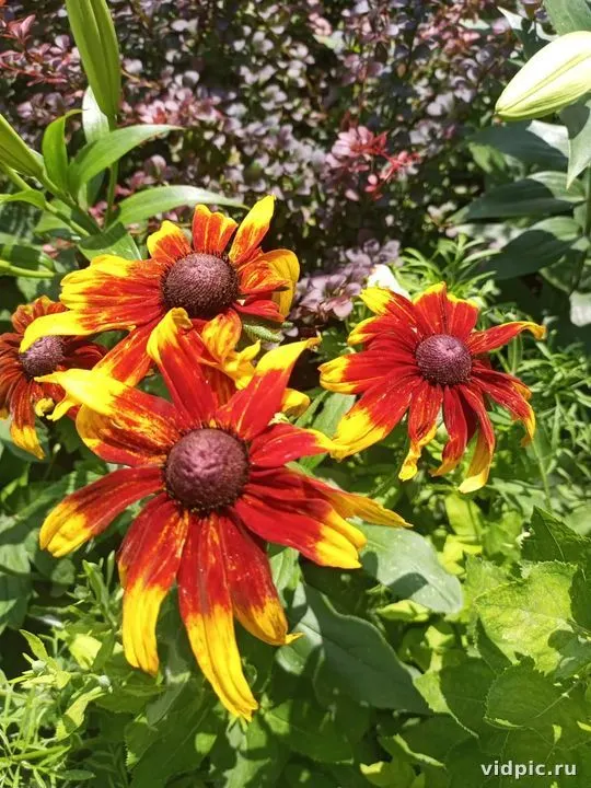 Vibrant red Echinacea flowers against a green background. Perfect for garden decoration and floral arrangements.