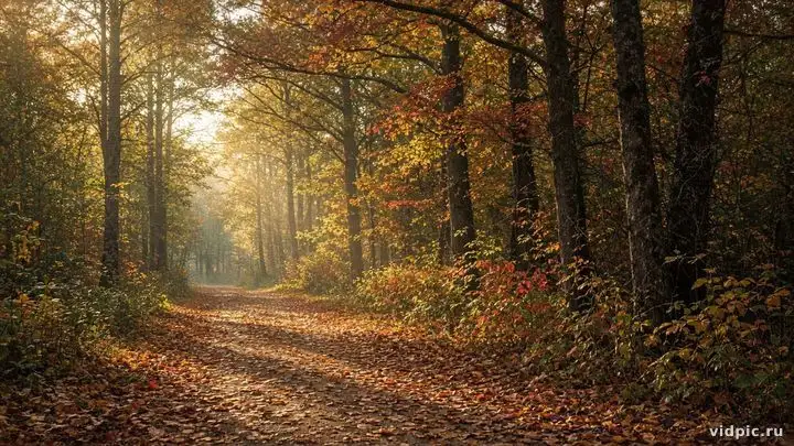 Golden and red leaves covering a forest path.