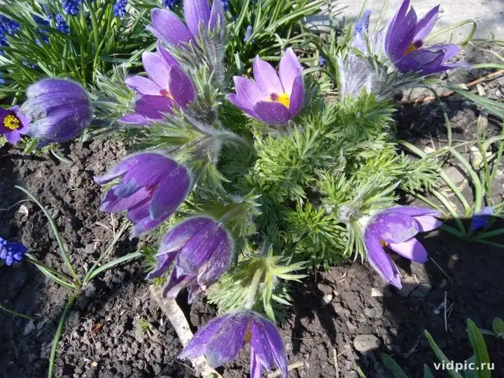 Several purple echinacea flowers growing in a garden. Perfect for gardening websites.