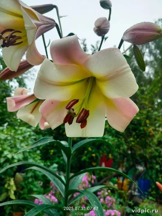 Close-up of pink lilies with yellow stamens. Perfect for floral shop and garden decorations.