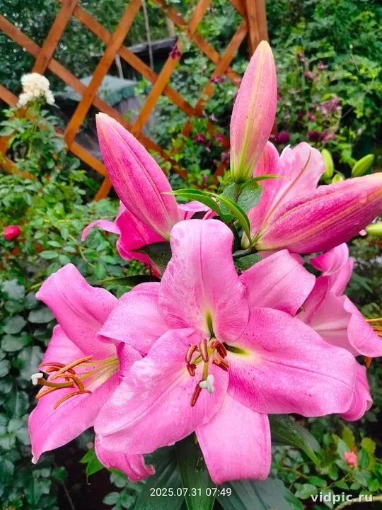 Close-up of pink lilies against a green background. Perfect for floral shop and garden decor.
