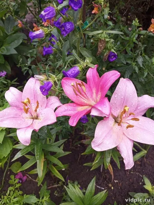 Close-up of pink lilies with dew drops on the petals. Perfect for creating a romantic atmosphere or decorating spring and summer projects.
