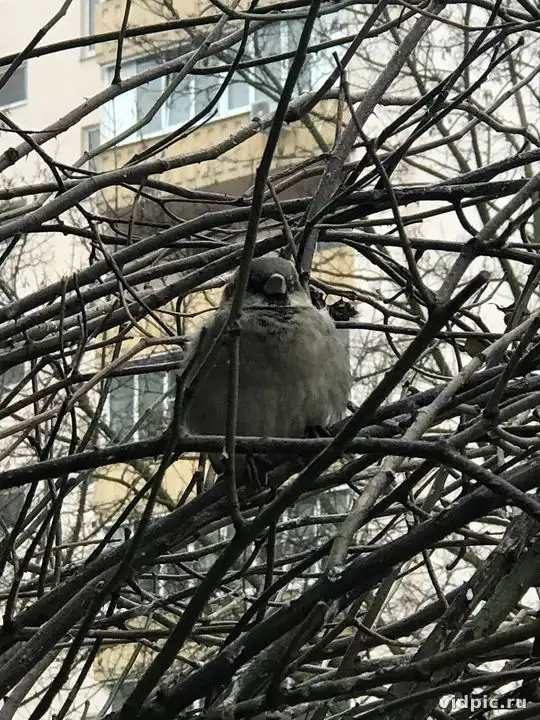 Gray bird on bare branches near a building. A gray bird perched on bare tree branches near a building.
