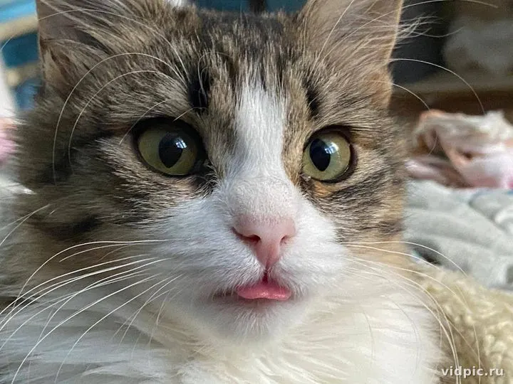 Gray and white cat with tongue out. A gray and white cat with its tongue out, looking at the camera.