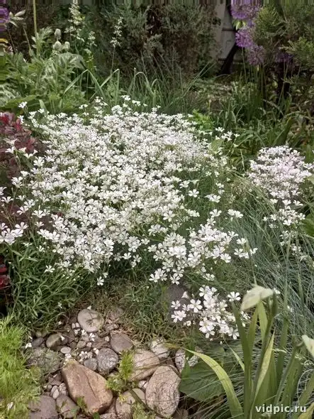 A field of white daisies in the garden. Perfect for summer photos and decor.