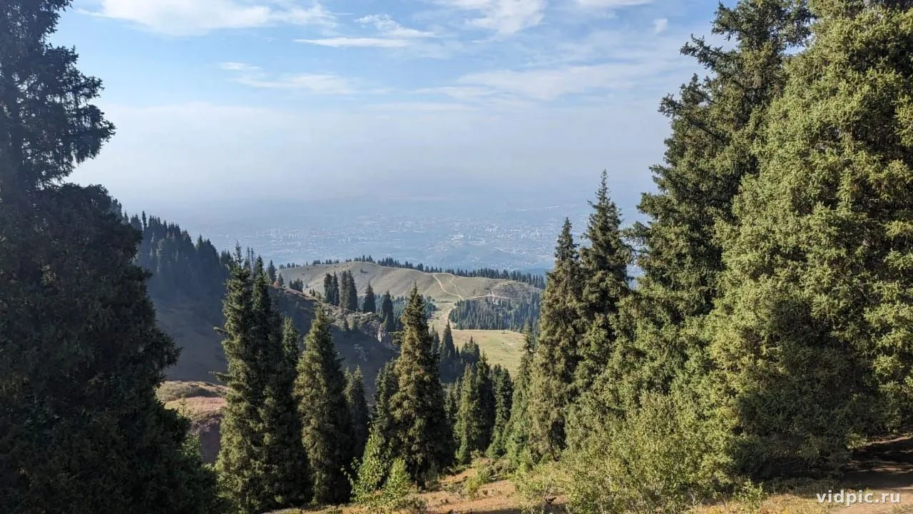 A mountain slope covered with dense green forest. The distant horizon with clouds is visible in the background. Perfect for nature and mountain landscape themes.