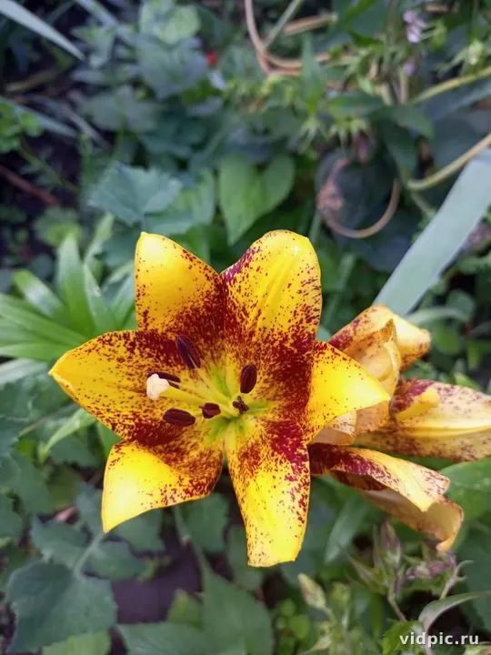 Close-up of a yellow lily with red edges on the petals. Perfect for floral arrangements and bouquets.
