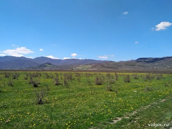 Yellow flowers on a green field at the foot of the mountains. A field at the foot of the mountains is covered with yellow flowers.